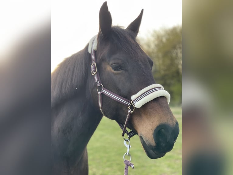 Warmblood pesado Yegua 16 años 165 cm Castaño oscuro in Sangerhausen
