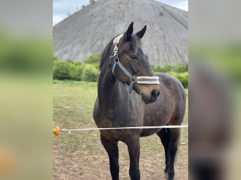 Warmblood pesado Yegua 16 años 165 cm Castaño oscuro in Sangerhausen
