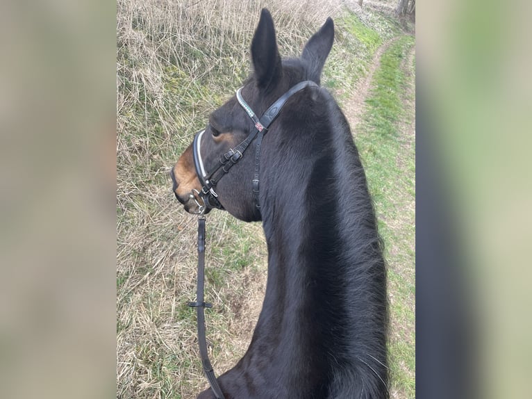 Warmblood pesado Yegua 16 años 165 cm Castaño oscuro in Sangerhausen