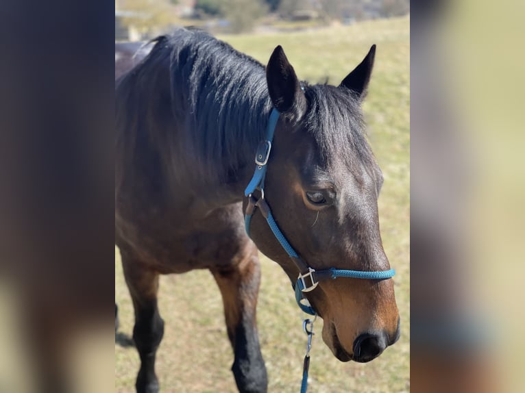 Warmblood pesado Yegua 16 años 165 cm Castaño oscuro in Sangerhausen
