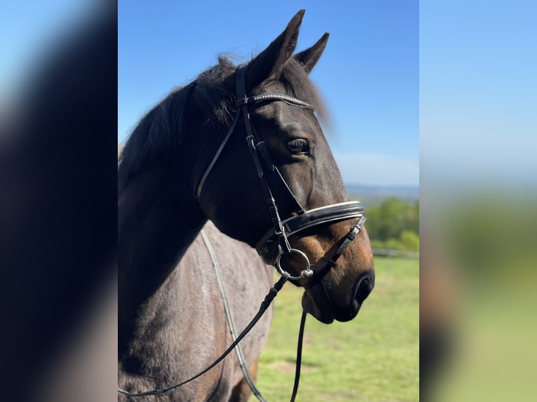 Warmblood pesado Yegua 16 años 165 cm Castaño oscuro in Sangerhausen