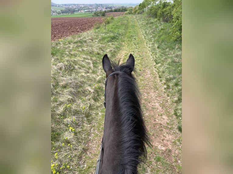 Warmblood pesado Yegua 16 años 165 cm Castaño oscuro in Sangerhausen