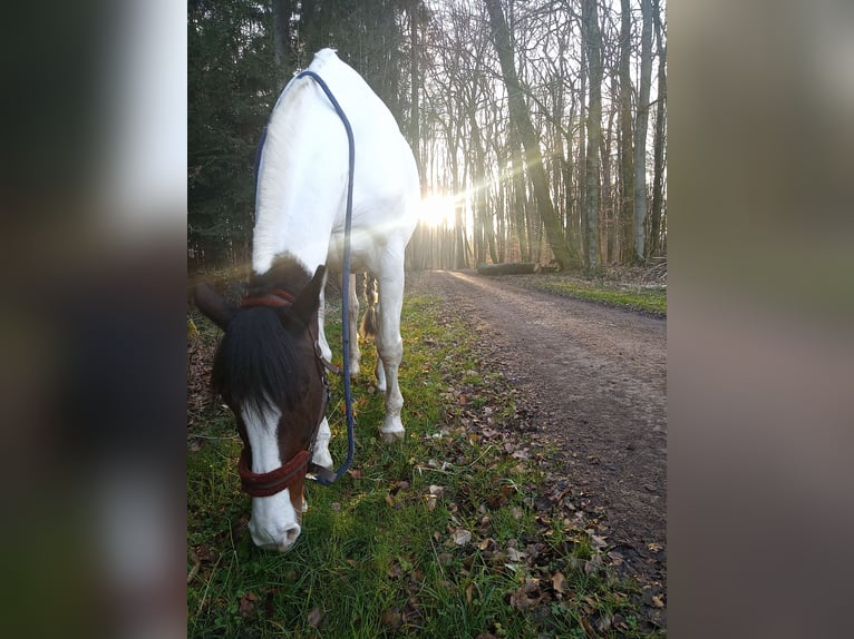 Warmblood pesado Yegua 16 años 168 cm Pío in Steinen