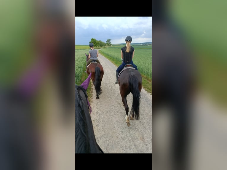 Warmblood pesado Yegua 17 años 164 cm Negro in Würzburg