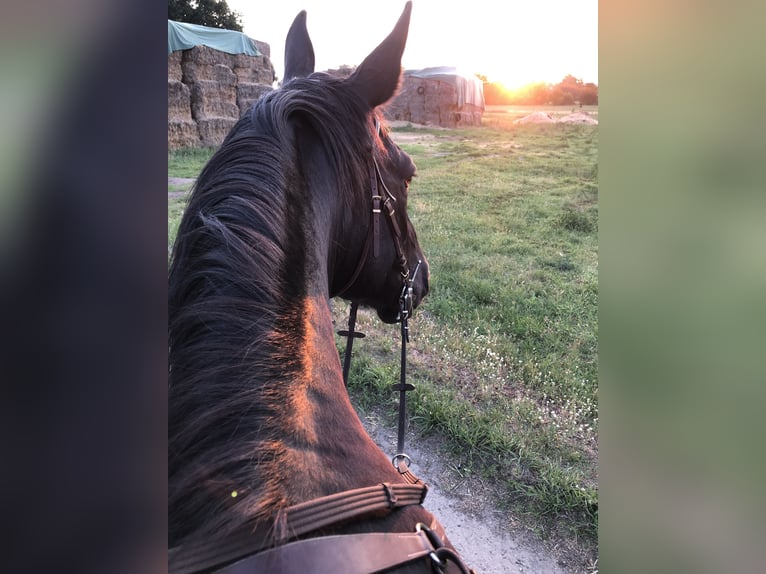 Warmblood pesado Yegua 17 años 170 cm Negro in Klitsche