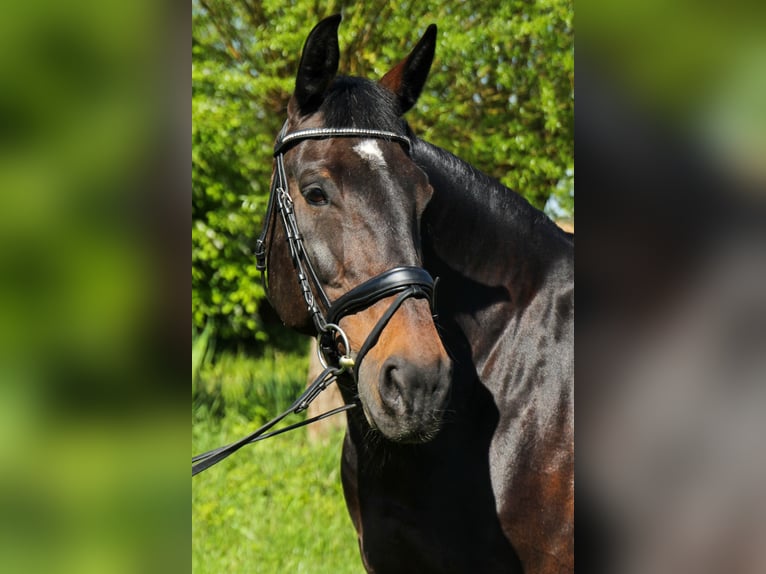 Warmblood pesado Yegua 18 años 160 cm Morcillo in Bietigheim-BissingenBietigheim-Bissingen