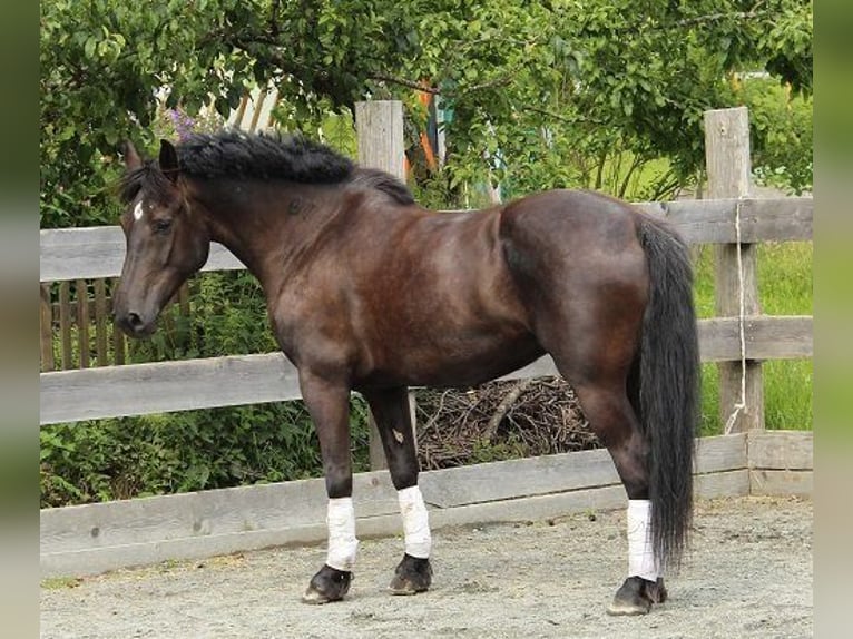 Warmblood pesado Mestizo Yegua 18 años 160 cm Negro in St Johann