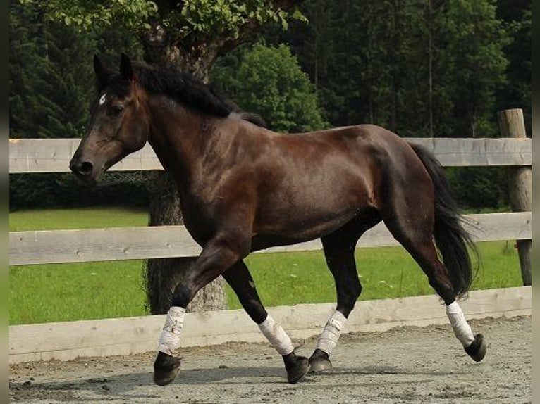 Warmblood pesado Mestizo Yegua 18 años 160 cm Negro in St Johann