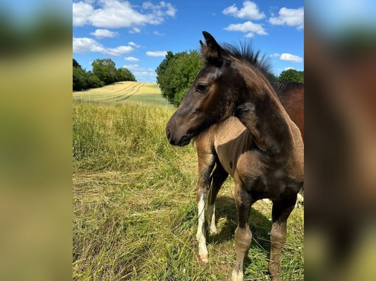 Warmblood pesado Yegua 1 año 163 cm Negro in Ferna