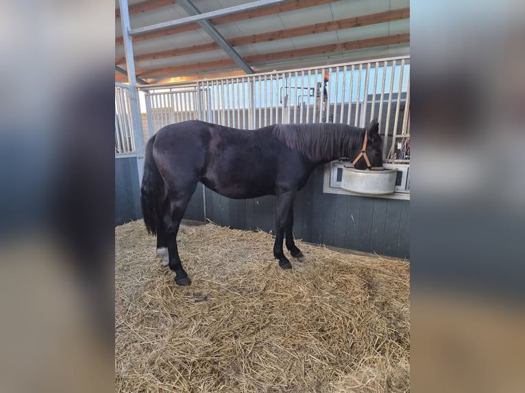 Warmblood pesado Yegua 1 año 164 cm Negro in Lohsa