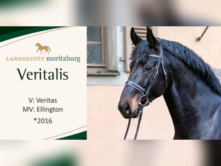 Warmblood pesado Yegua 1 año 168 cm Castaño oscuro in ChüdenSalzwedel