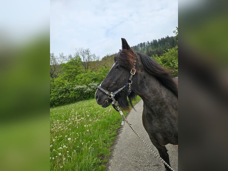 Warmblood pesado Yegua 22 años Negro in ÜxheimÜxheim