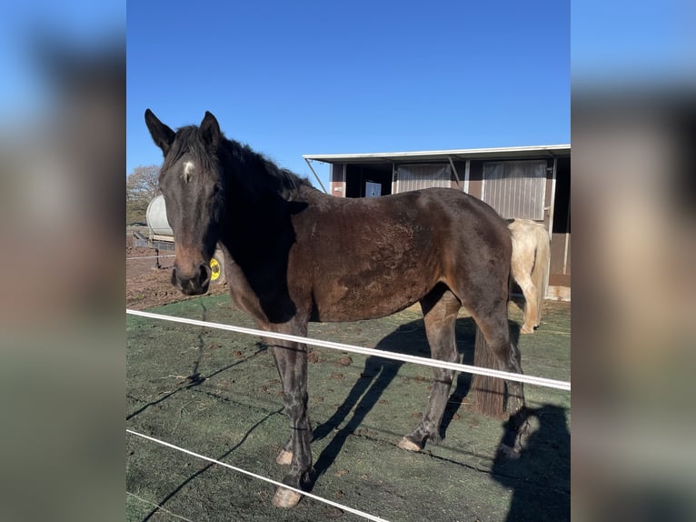Warmblood pesado Yegua 2 años 165 cm Castaño in Oberzent