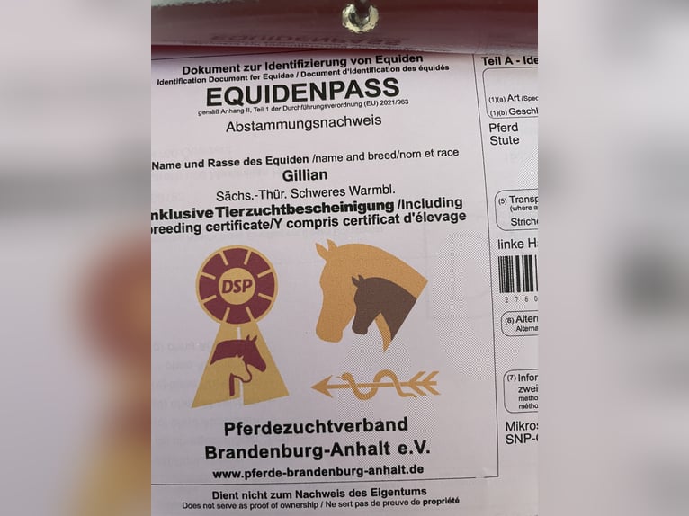 Warmblood pesado Yegua 2 años 165 cm Castaño in Oberzent