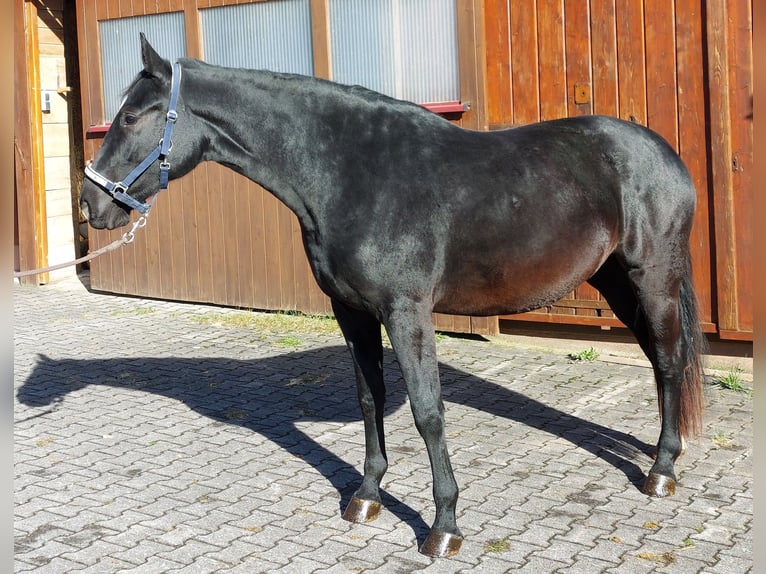 Warmblood pesado Yegua 2 años 165 cm Morcillo in Lo&#xDF;burg