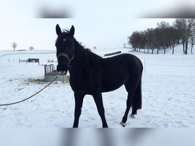 Warmblood pesado Yegua 3 años 157 cm Negro in Panschwitz-Kuckau