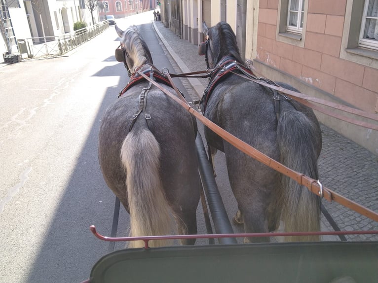 Warmblood pesado Yegua 3 años 162 cm Tordo in Kamenz