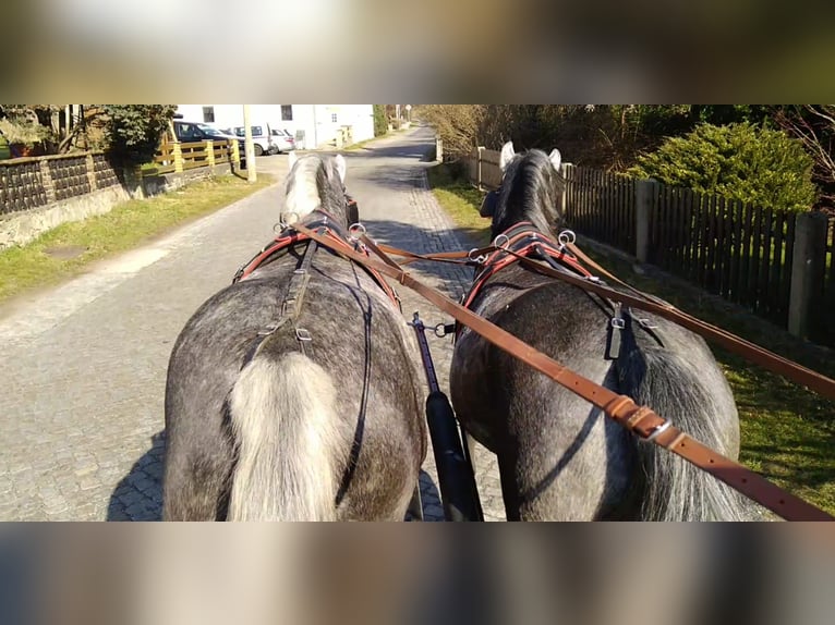 Warmblood pesado Yegua 3 años 162 cm Tordo in Kamenz