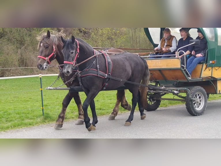 Warmblood pesado Yegua 3 años 163 cm Tordillo negro in Kamenz