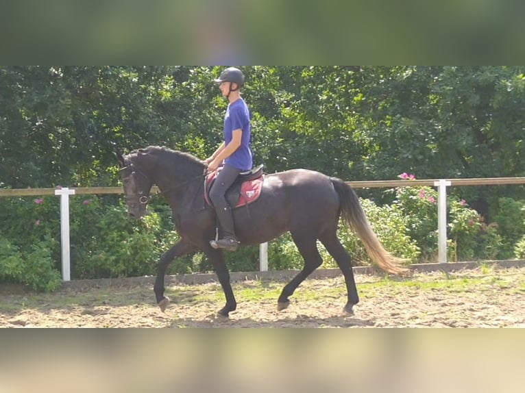 Warmblood pesado Yegua 3 años 163 cm Tordillo negro in Kamenz