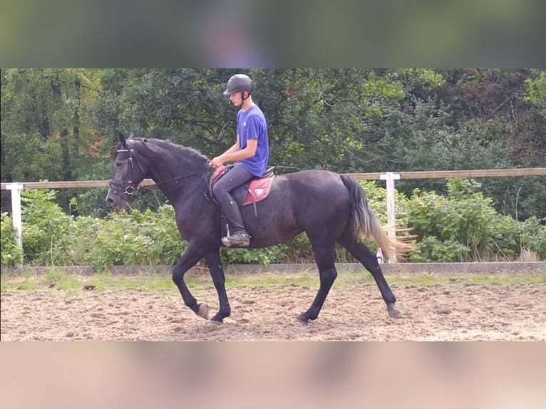 Warmblood pesado Yegua 3 años 163 cm Tordillo negro in Kamenz