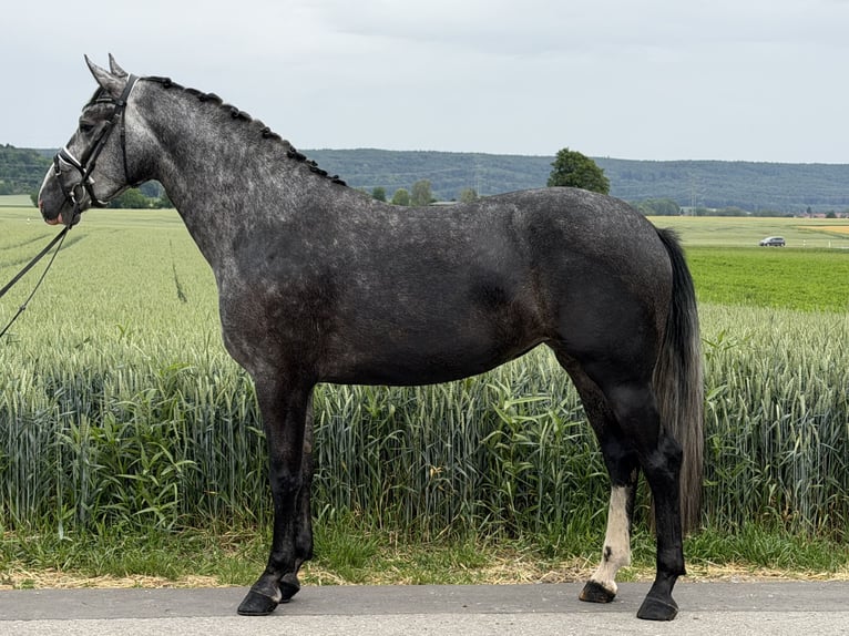 Warmblood pesado Mestizo Yegua 3 años 164 cm Tordo rodado in Riedlingen