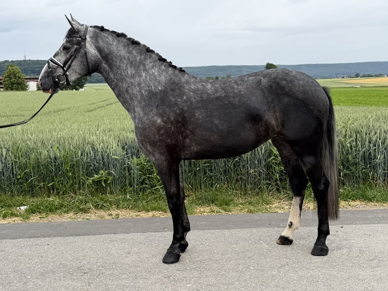 Warmblood pesado Mestizo Yegua 3 años 164 cm Tordo rodado in Riedlingen
