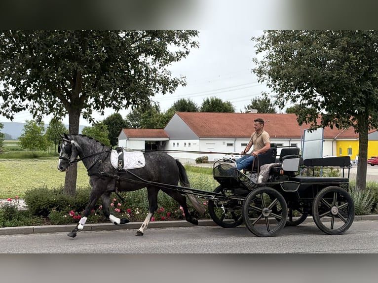 Warmblood pesado Mestizo Yegua 3 años 164 cm Tordo rodado in Riedlingen