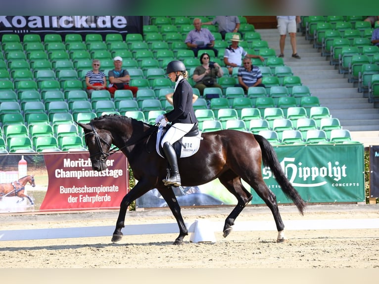 Warmblood pesado Yegua 3 años 165 cm Negro in Hartenstein