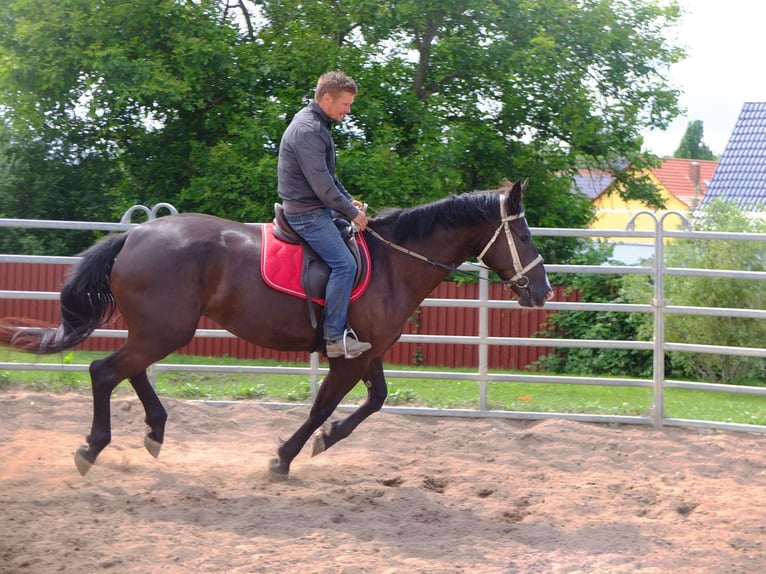 Warmblood pesado Yegua 3 años 165 cm Negro in Buttstädt