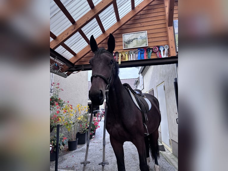 Warmblood pesado Yegua 3 años 168 cm Castaño in Ralbitz-Rosenthal