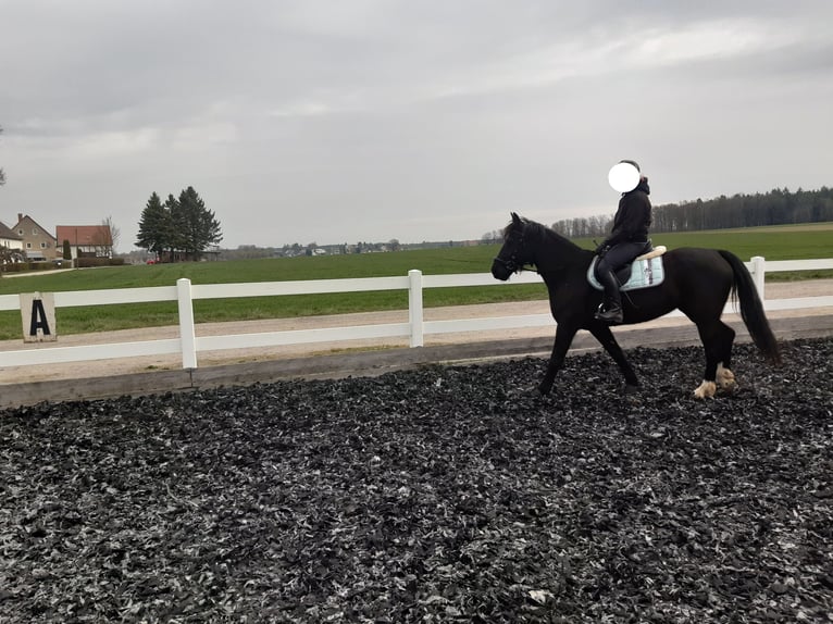 Warmblood pesado Yegua 4 años 154 cm Morcillo in Löbau