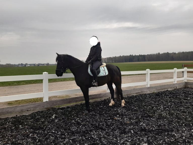 Warmblood pesado Yegua 4 años 154 cm Morcillo in Löbau