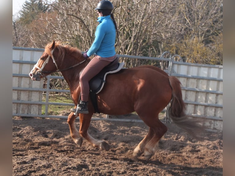 Warmblood pesado Mestizo Yegua 4 años 155 cm Alazán in Buttst&#xE4;dt