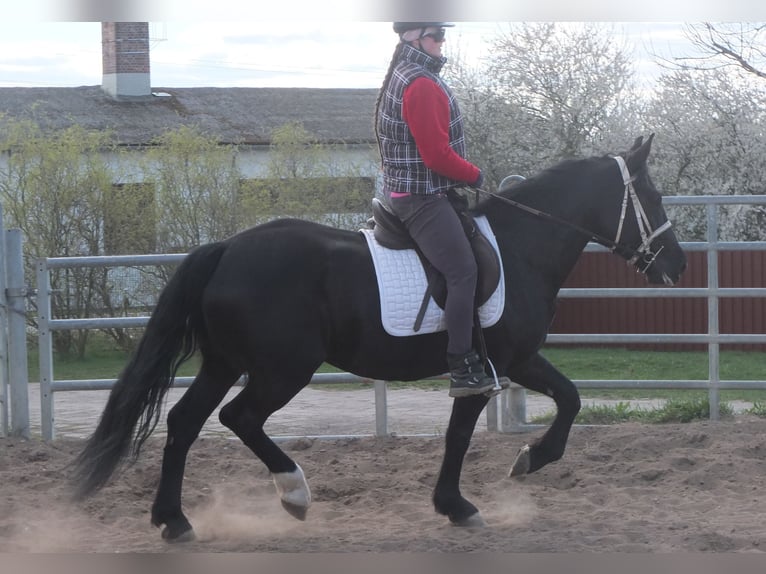 Warmblood pesado Mestizo Yegua 4 años 157 cm Negro in Ellersleben