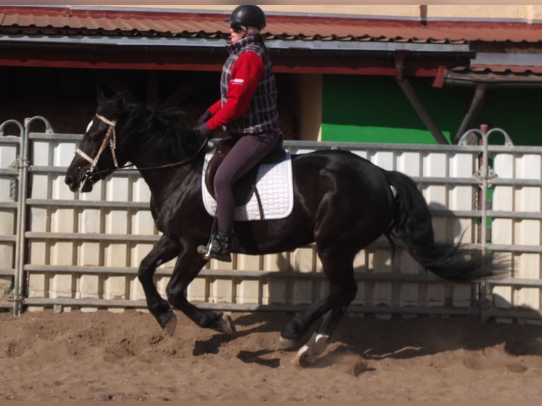 Warmblood pesado Mestizo Yegua 4 años 157 cm Negro in Ellersleben
