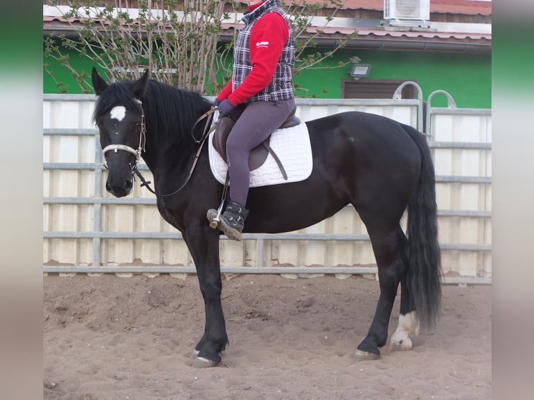 Warmblood pesado Mestizo Yegua 4 años 157 cm Negro in Ellersleben