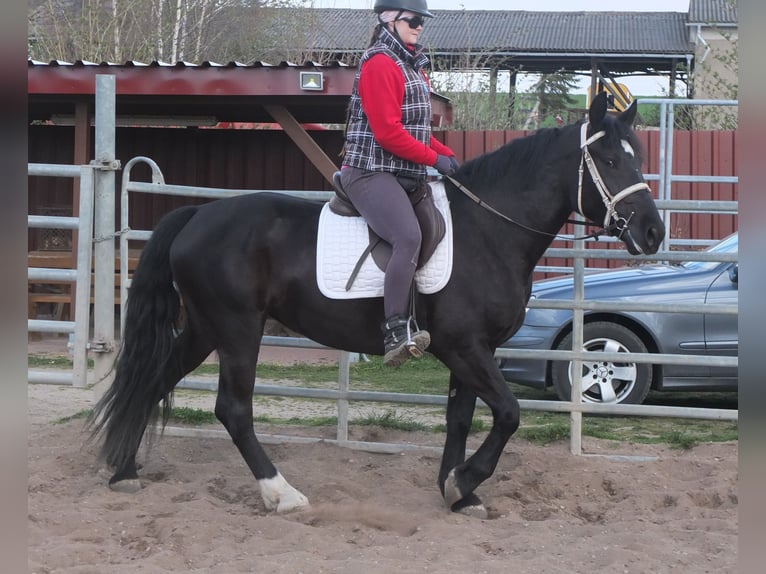Warmblood pesado Mestizo Yegua 4 años 157 cm Negro in Ellersleben