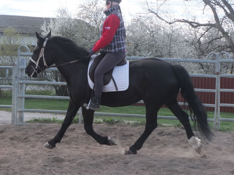Warmblood pesado Mestizo Yegua 4 años 157 cm Negro in Ellersleben