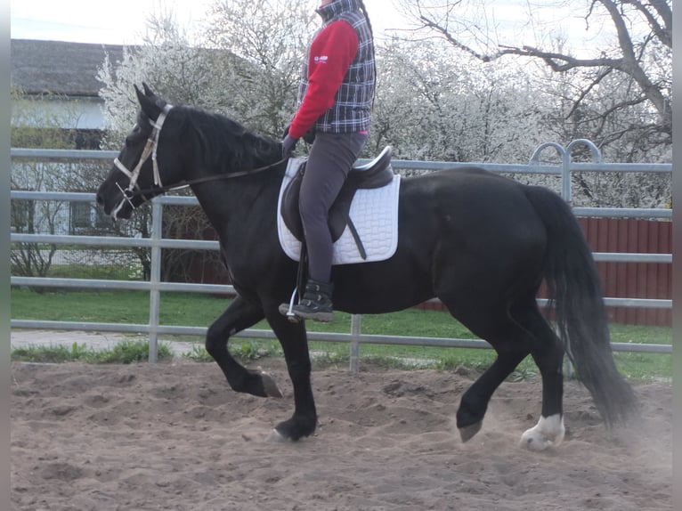 Warmblood pesado Mestizo Yegua 4 años 157 cm Negro in Ellersleben