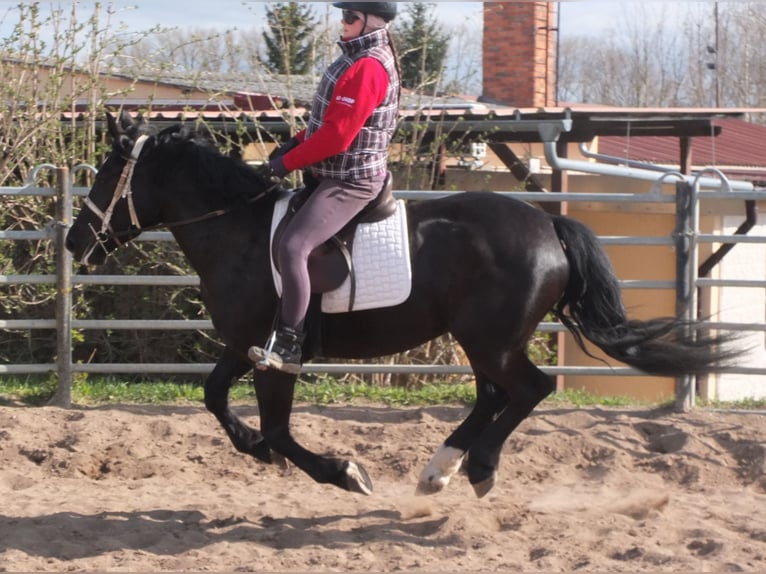 Warmblood pesado Mestizo Yegua 4 años 157 cm Negro in Ellersleben