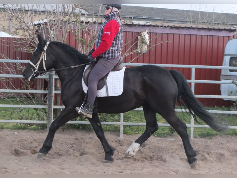 Warmblood pesado Mestizo Yegua 4 años 157 cm Negro in Ellersleben