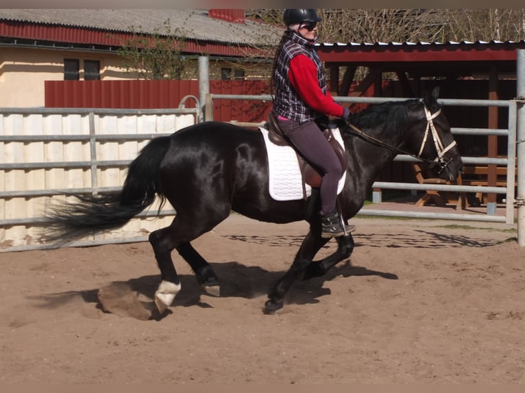 Warmblood pesado Mestizo Yegua 4 años 157 cm Negro in Ellersleben
