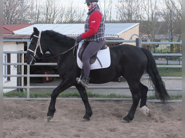 Warmblood pesado Mestizo Yegua 4 años 157 cm Negro in Ellersleben