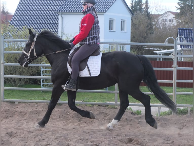 Warmblood pesado Mestizo Yegua 4 años 157 cm Negro in Ellersleben