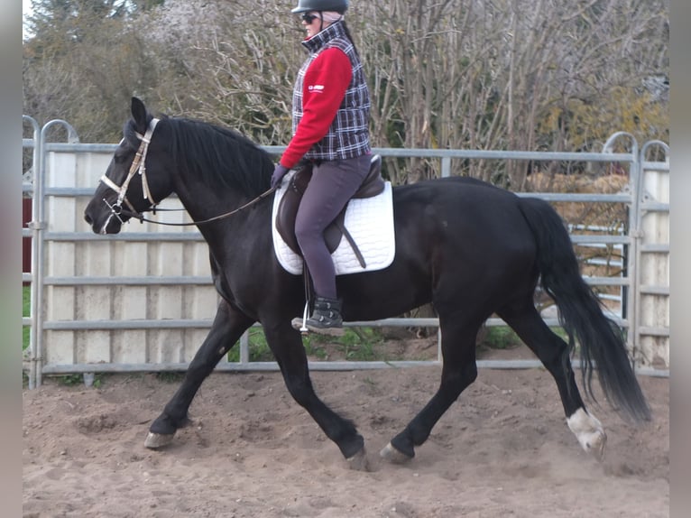 Warmblood pesado Mestizo Yegua 4 años 157 cm Negro in Ellersleben