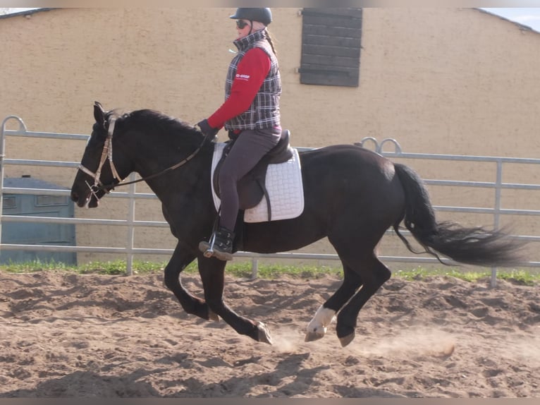Warmblood pesado Mestizo Yegua 4 años 157 cm Negro in Ellersleben