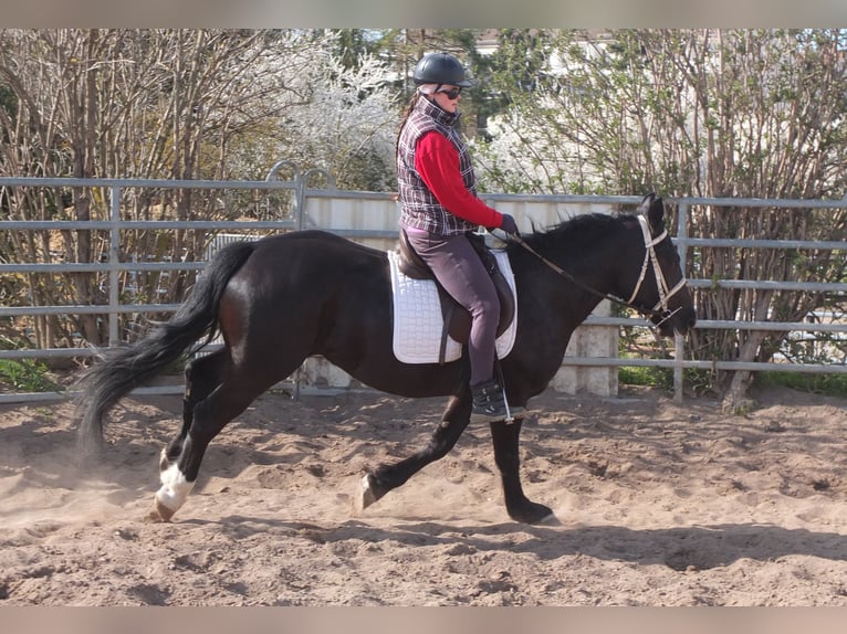 Warmblood pesado Mestizo Yegua 4 años 157 cm Negro in Ellersleben