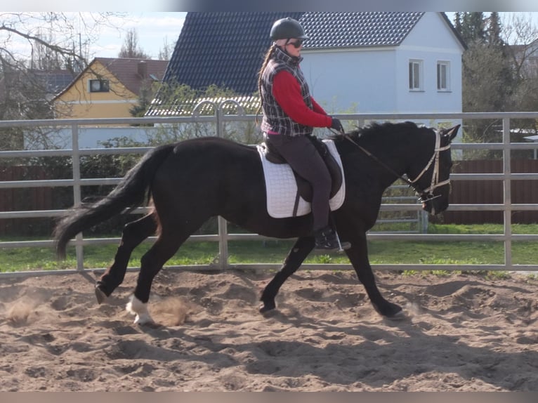 Warmblood pesado Mestizo Yegua 4 años 157 cm Negro in Ellersleben