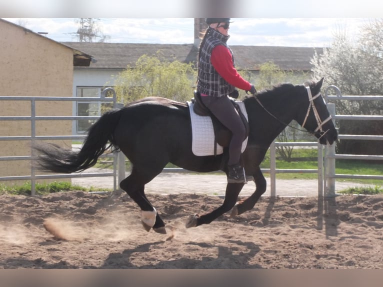 Warmblood pesado Mestizo Yegua 4 años 157 cm Negro in Ellersleben